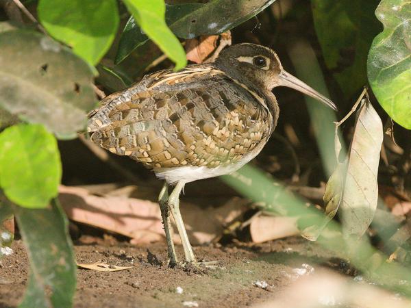 <h3><a href="/trips/gambia/biota/animalia/chordata/aves/024 charadriiformes/011 rostratulidae/rostratula benghalensis/rostratula benghalensis-nl.html">Rostratula&nbsp;benghalensis</a> / Greater&nbsp;painted‑snipe / Goudsnip</h3>OM-1 Mark II met OLYMPUS M.150-400mm F4.5, 1/2000 sec  bij F4.5, ISO 2000, afstand 10.6&nbsp;m